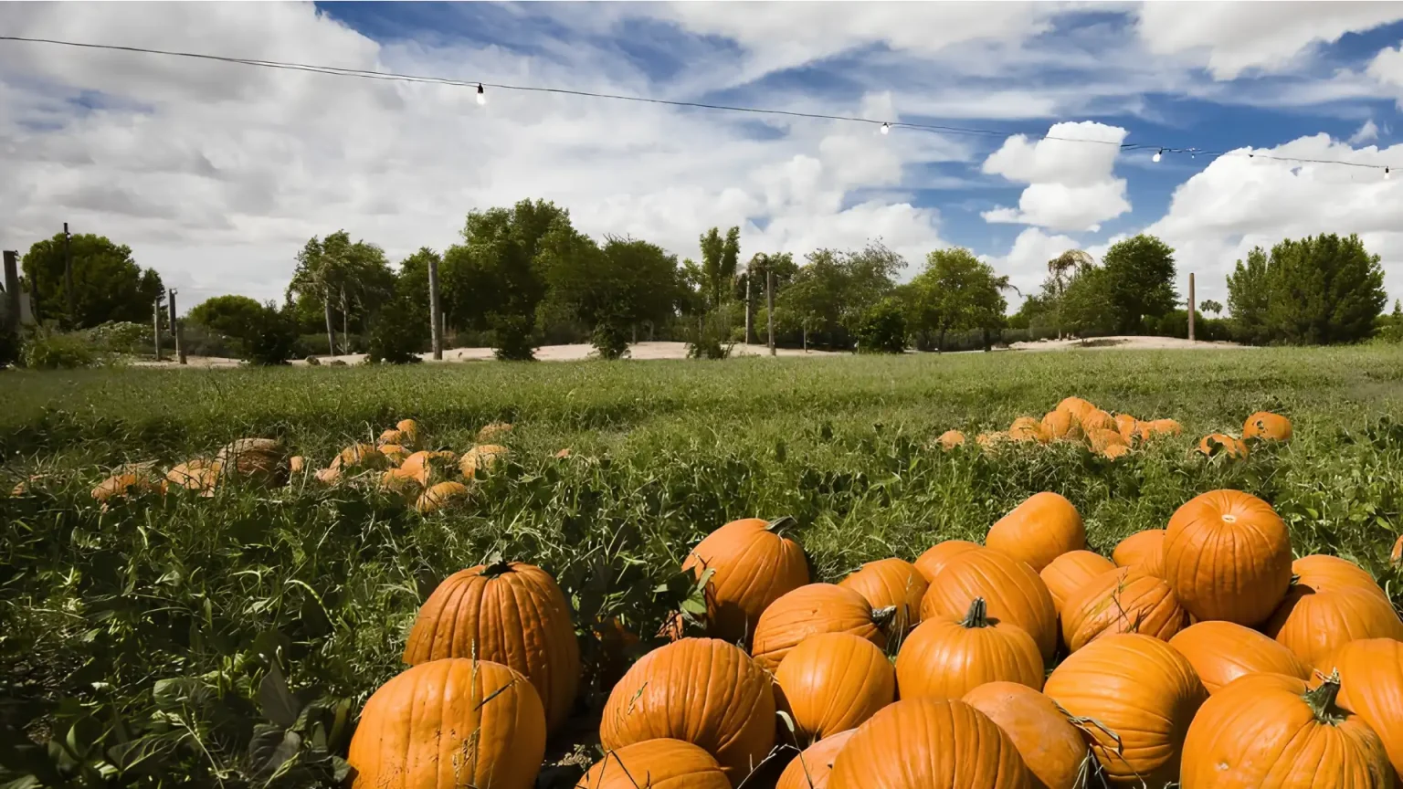 schnepf farms