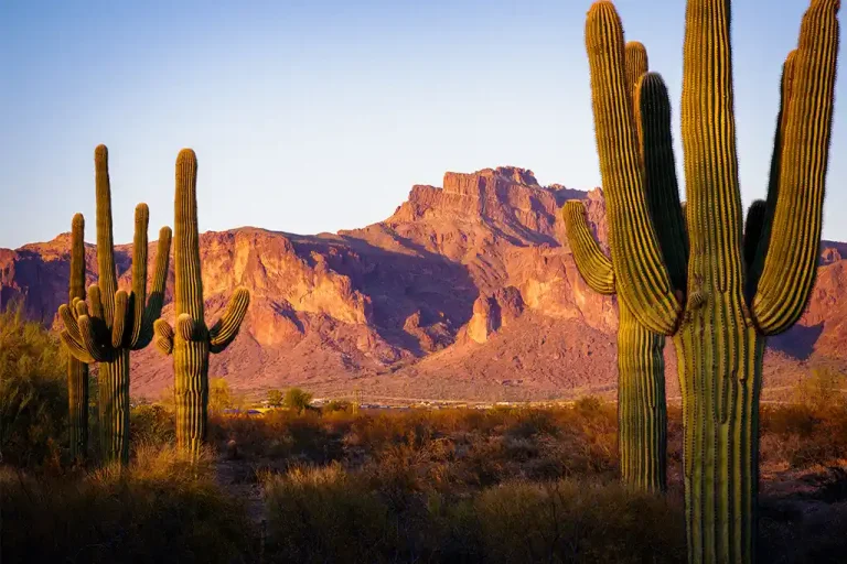 superstition mountains saguaro cactus arizona sunset